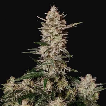 Cannabis seeds Auto Strawberry Gorilla Feminised